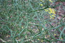 vignette Citrus trifoliata : pines