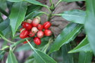 vignette Aucuba japonica f. longifolia