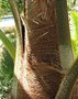 vignette Trachycarpus oreophilus