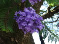 vignette Jacaranda mimosifolia - Flamboyant bleu