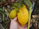 vignette long citron (15 cm)