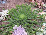 vignette Euphorbia inermis
