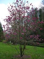 vignette Magnolia 'Vulcan',  fleurs rouges