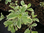 vignette Salvia microphylla 'Variegata'