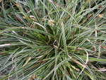vignette Carex conica 'Snowline'