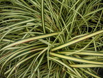 vignette Carex oshimensis 'Evergold'