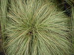 vignette Carex comans 'Frosted Curls'