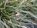 vignette Carex conica 'Snowline'