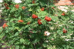 vignette Sorbus aucuparia - sorbier des oiseleurs