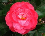 vignette Camélia ' Paolina Guichardini ' camellia japonica