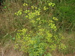 vignette Pastinaca sativa subsp. sylvestris  - Panais sauvage ou Panais des bois