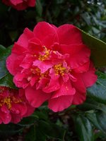 vignette Camellia japonica 'Laura Walker'