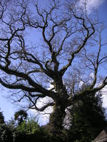 vignette Quercus pedunculata = Quercus robur - Chêne pédonculé ou Chêne rouvre