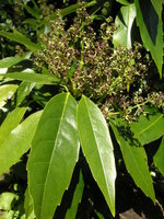 vignette Aucuba japonica f. longifolia