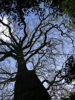 vignette Quercus pedunculata = Quercus robur - Chêne pédonculé ou Chêne rouvre