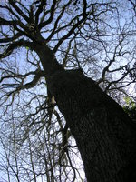 vignette Quercus robur