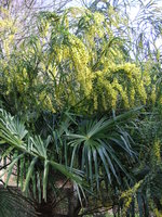 vignette Trachycarpus et Acacia pravissima