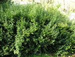 vignette Sarcococca ruscifolia 'Chinensis'