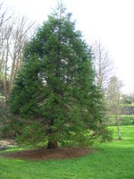 vignette Sequoiadendron giganteum