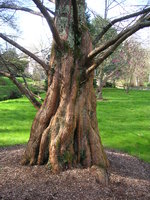 vignette Metasequoia glyptostroboides