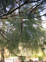 vignette Pinus griffithii = pinus wallichiana - Pin de L'Himalaya