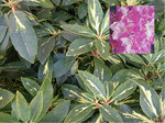 vignette Rhododendron 'Goldflimmer'
