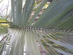 vignette Butia capitata