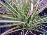 vignette Carex ornithopoda 'Variegata'
