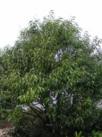 vignette Quercus myrsinifolia - Chêne à feuilles de myrsine