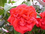 vignette Camellia 'Charles Cobb', japonica