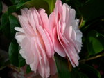 vignette Camellia 'Cheryl Lynn', japonica
