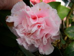 vignette Camellia 'Hawa', japonica