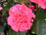 vignette Camellia 'Kenny', japonica