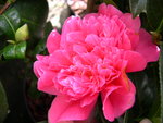 vignette Camellia 'Marjorie Waldegrave', x williamsii