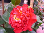 vignette Camellia 'Ruby Wedding', x williamsii