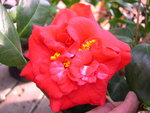 vignette Camellia 'Saturnia', japonica