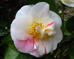 vignette Camélia ' CAROL LYNN ' camellia japonica , parfumé