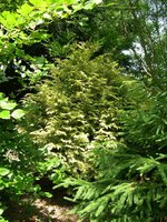 vignette Cupressocyparis x leylandii 'Castelwellan'