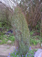 vignette Juniperus communis 'Compressa'