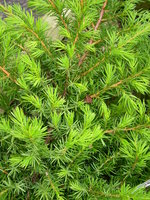 vignette Juniperus conferta 'Slager'