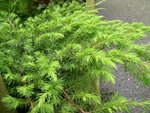 vignette Juniperus conferta 'Slager'