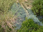 vignette Juniperus squamata 'Blue Star'