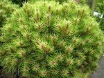 vignette Pinus nigra 'Marie Bregeon'