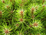 vignette Pinus nigra 'Marie Bregeon'