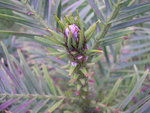 vignette Wollemia nobilis, pin de Wollemi, Wollemi pine