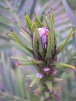vignette Wollemia nobilis, pin de Wollemi, Wollemi pine