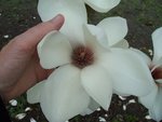 vignette Magnolia 'Lotus'