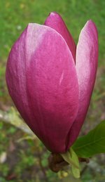 vignette Magnolia x soulangeana 'Dorsopurpurea'