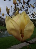 vignette Magnolia 'Yellow Lantern'