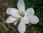 vignette Magnolia 'Emma Cook'   (M. denudata x M. stellata 'Waterlily')